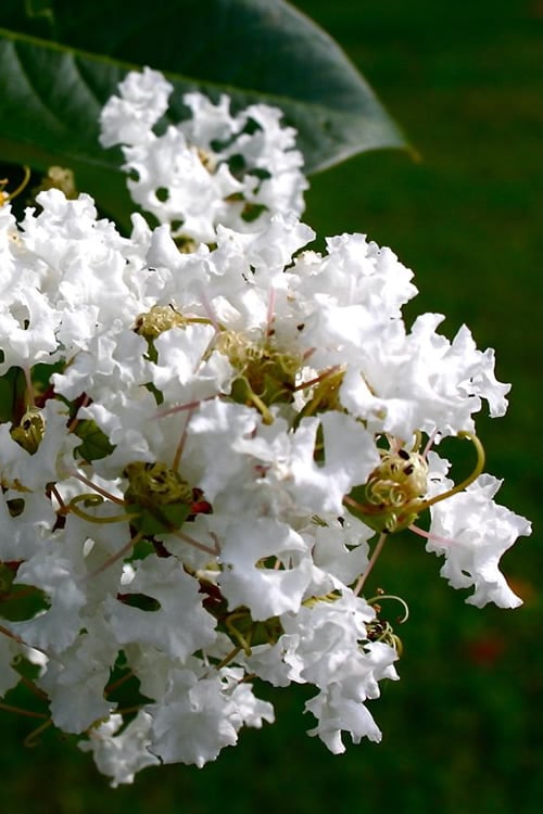  Diamond Dazzle Dwarf Crape Myrtle - 3 Gallon Pot