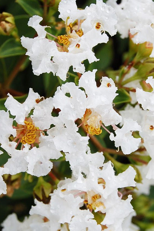 Diamond Dazzle Dwarf Crape Myrtle - 2 Gallon Pot