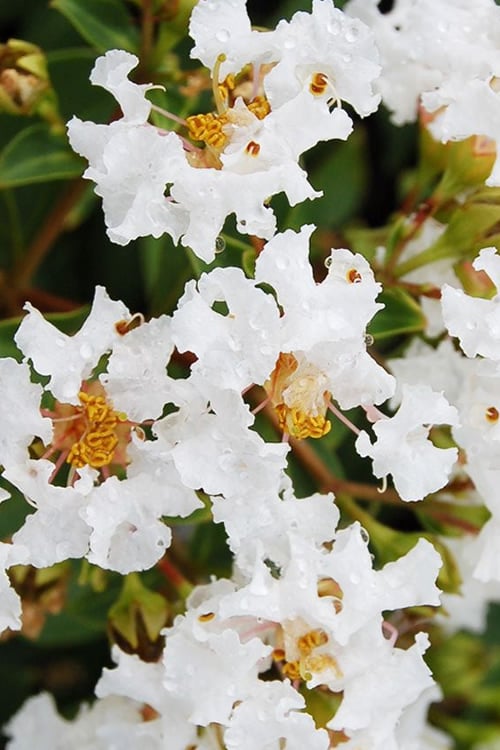  Diamond Dazzle Dwarf Crape Myrtle - 2 Gallon Pot