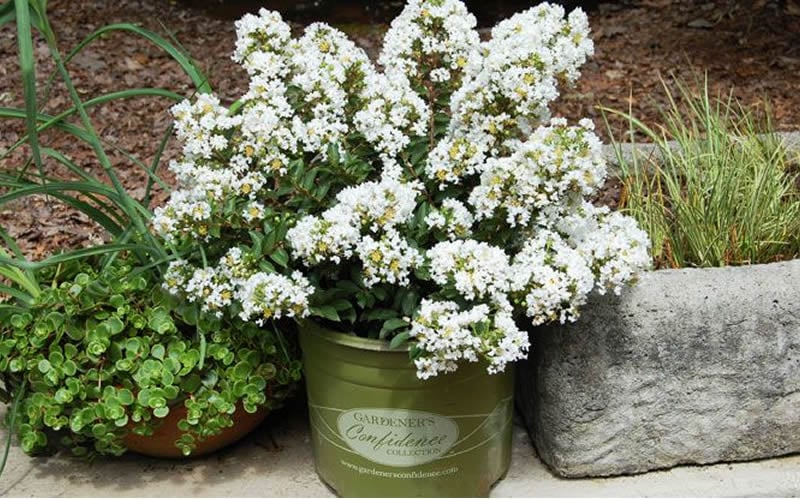  Diamond Dazzle Dwarf Crape Myrtle - 1 Gallon Pot
