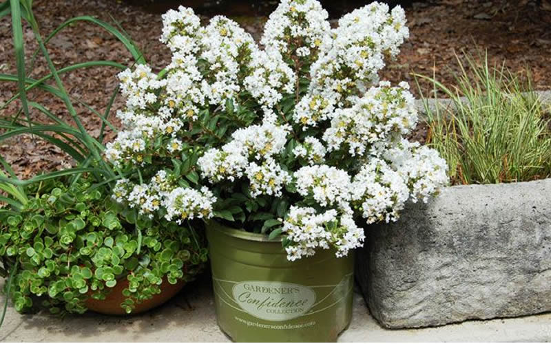  Diamond Dazzle Dwarf Crape Myrtle - 2 Gallon Pot