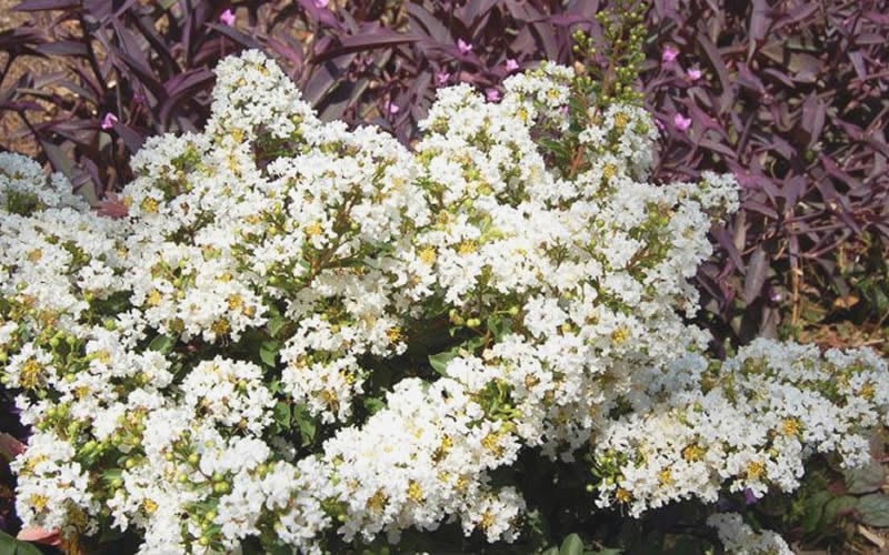  Diamond Dazzle Dwarf Crape Myrtle - 3 Gallon Pot