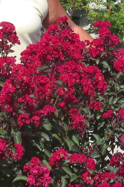  Double Dynamite Crape Myrtle - 2 Gallon Pot 