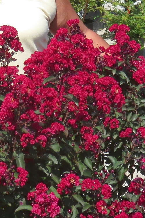  Double Dynamite Crape Myrtle Tree (Single Trunk Tree) - 7 Gallon Pot (4-5')