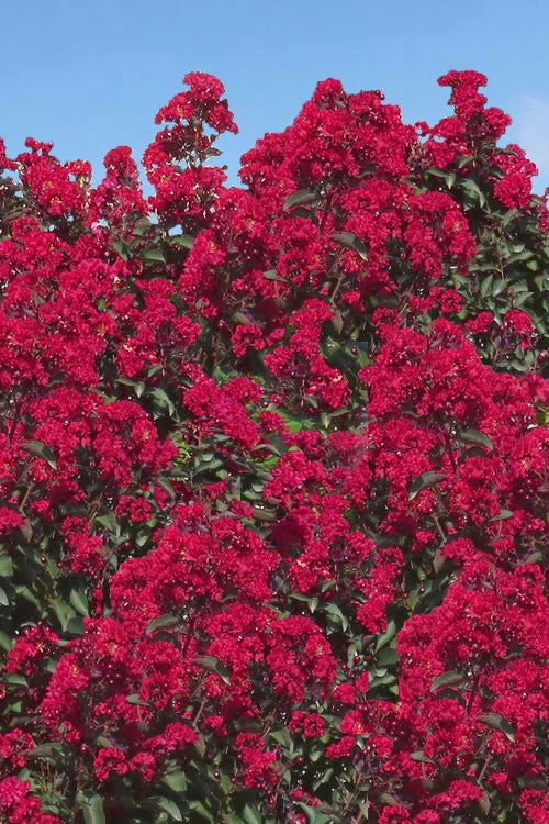  Double Dynamite Crape Myrtle Tree (Single Trunk Tree) - 7 Gallon Pot (4-5')