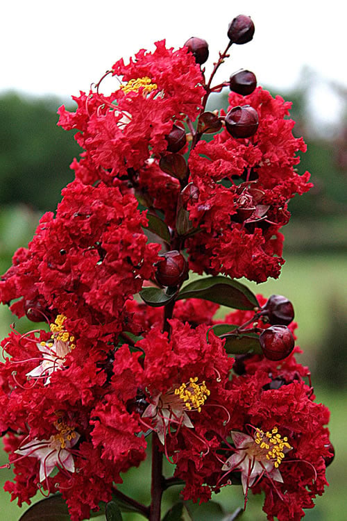  Dynamite Red Crape Myrtle - 5 Gallon Pot