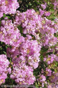 Early Bird Lavender Crape Myrtle - 3 Gallon Pot