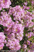  Early Bird Lavender Crape Myrtle - 3Gallon Pot