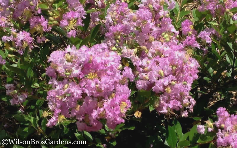 Early Bird Lavender Crape Myrtle - 3Gallon Pot