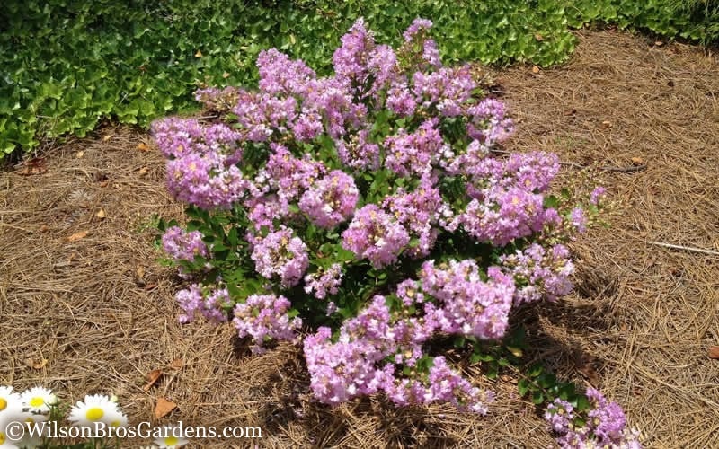  Early Bird Lavender Crape Myrtle - 3 Gallon Pot