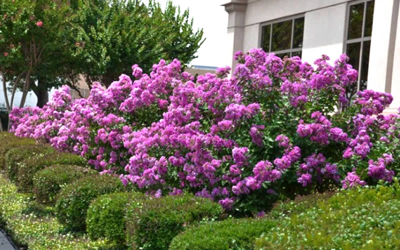  Early Bird Purple Crape Myrtle - 2 Gallon Pot