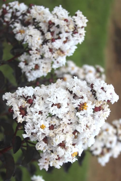  Ebony & Ivory Crape Myrtle - 3 Gallon Pot