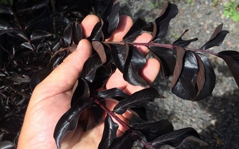  Ebony Flame Crape Myrtle - 7 Gallon Pot (4-5')