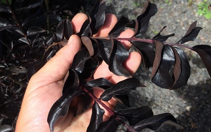  Ebony Flame Crape Myrtle - 7 Gallon Pot (4-5')