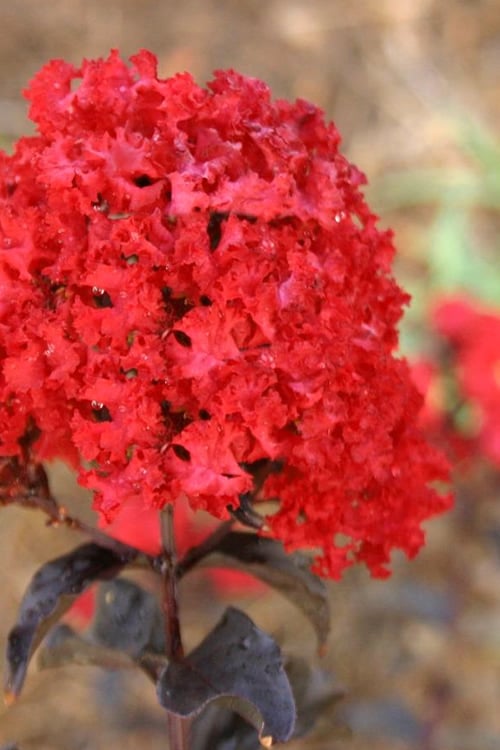  Ebony Flame Crape Myrtle - 2 Gallon Pot