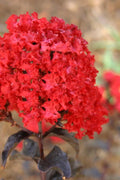  Ebony Flame Crape Myrtle - 7 Gallon Pot (4-5')