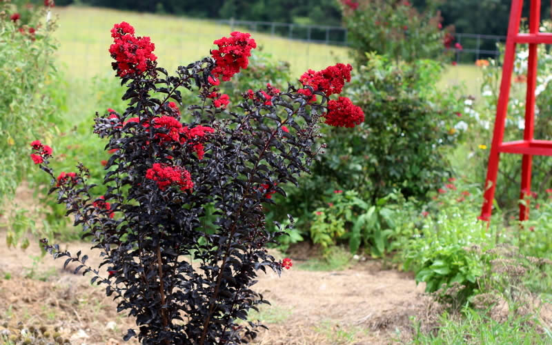  Ebony Flame Crape Myrtle - 7 Gallon Pot (4-5')