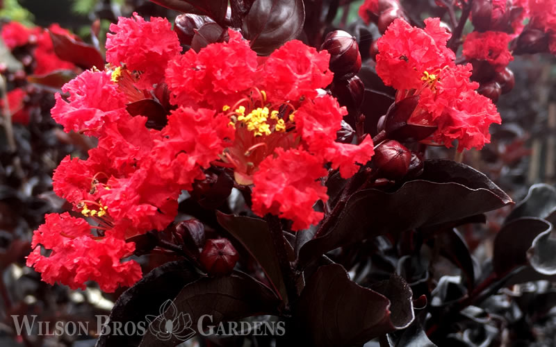  Ebony Flame Crape Myrtle - 3 Gallon Pot