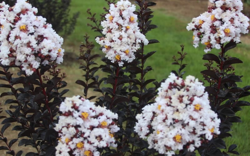  Ebony & Ivory Crape Myrtle - 3 Gallon Pot