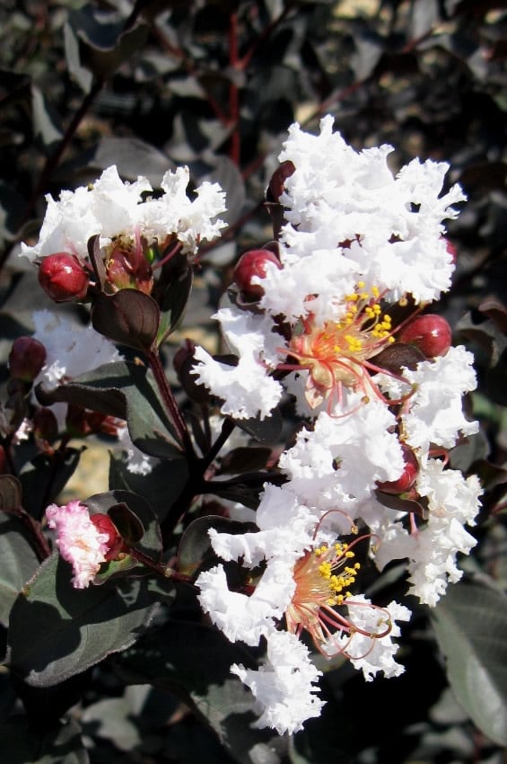  Delta Moonlight Crape Myrtle - 2 Gallon Pot