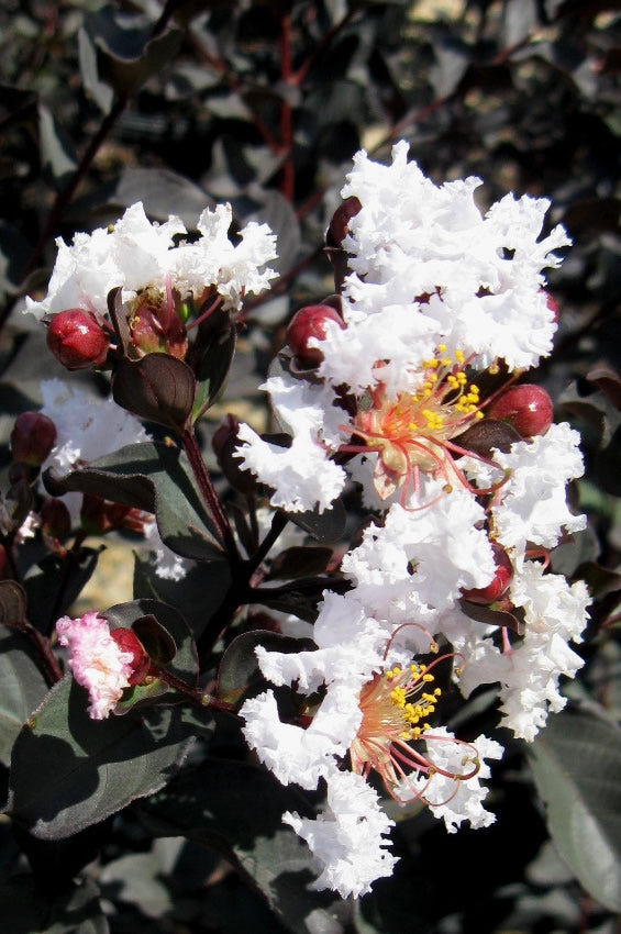  Delta Moonlight Crape Myrtle - 3 Gallon Pot