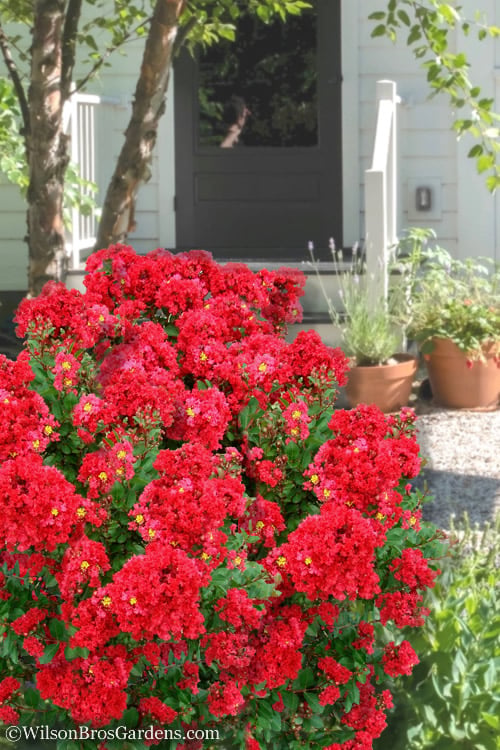  Enduring Summer Red Crape Myrtle - 3 Gallon Pot