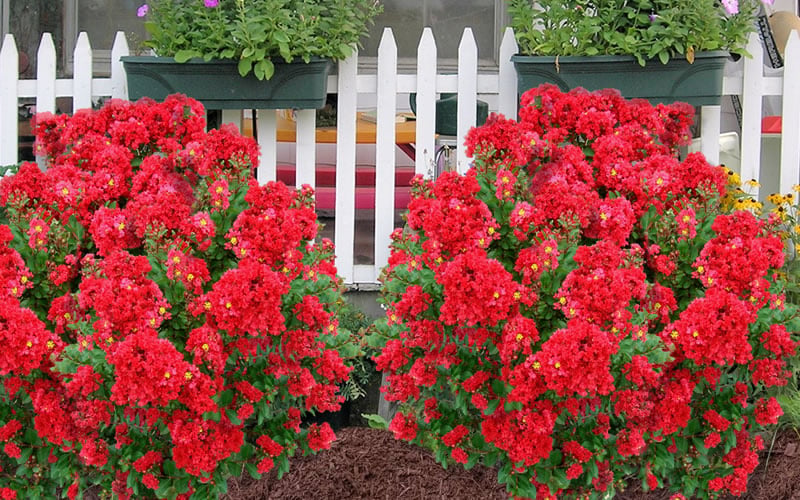  Enduring Summer Red Crape Myrtle - 3 Gallon Pot
