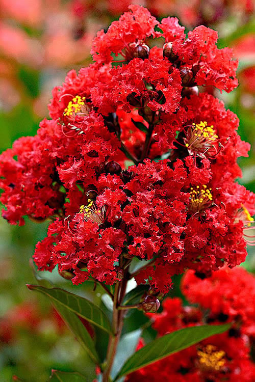  Enduring Summer Red Crape Myrtle - 3 Gallon Pot