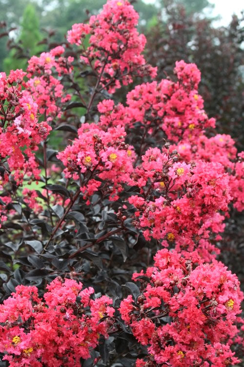  Midnight Magic Crape Myrtle (Multi Trunk) - 1 Gallon Pot