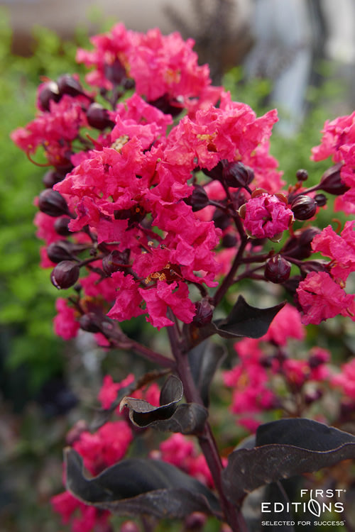  Midnight Magic Crape Myrtle (Multi Trunk) - 1 Gallon Pot