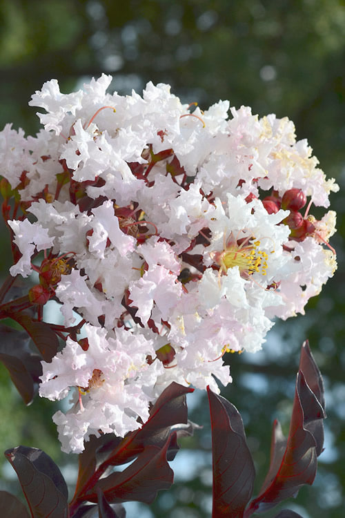  Moonlight Magic Crape Myrtle - 1 Gallon Pot