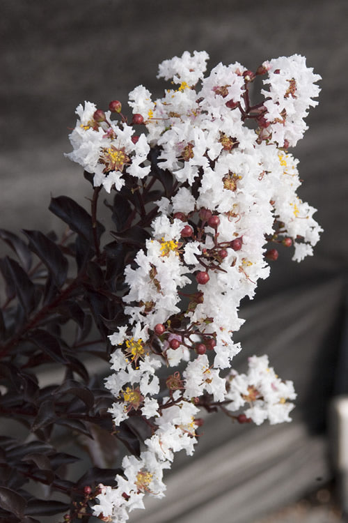  Moonlight Magic Crape Myrtle - 1 Gallon Pot