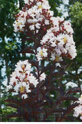  Moonlight Magic Crape Myrtle - 1 Gallon Pot