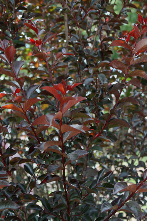  Moonlight Magic Crape Myrtle - 1 Gallon Pot