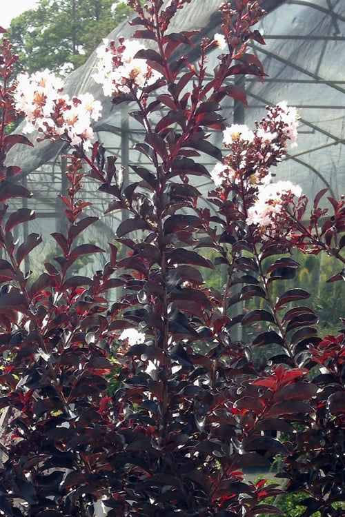  Moonlight Magic Crape Myrtle - 1 Gallon Pot