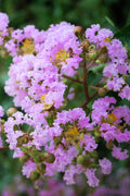  Muskogee Lavender Crape Myrtle - 1 Gallon Pot