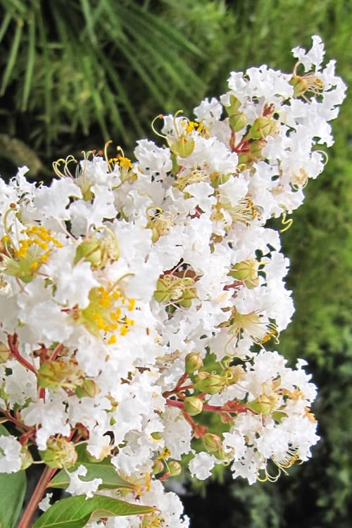  Natchez White Crape Myrtle Tree (Single Trunk) - 5 Gallon Pot