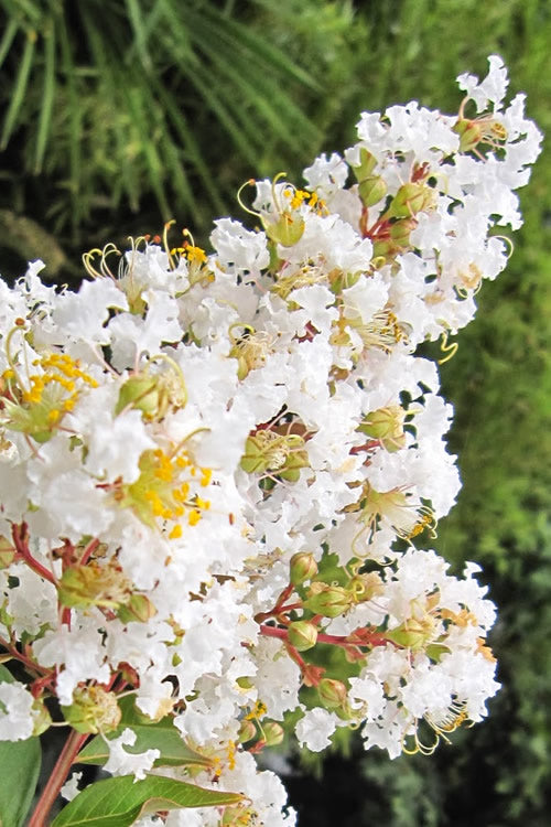  Natchez White Crape Myrtle (Multi Trunk) - 5 Gallon Pot (3.5-4.5')