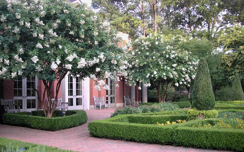  Natchez White Crape Myrtle (Multi Trunk) - 5 Gallon Pot