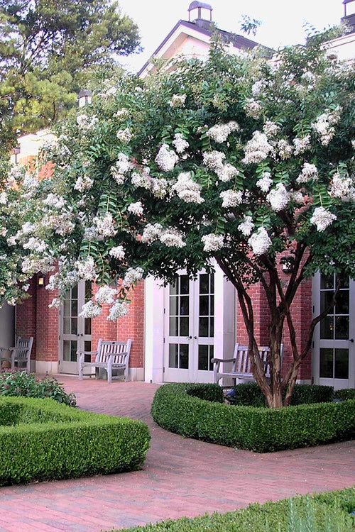  Natchez White Crape Myrtle (Multi Trunk) - 7 Gallon Pot (6-7')