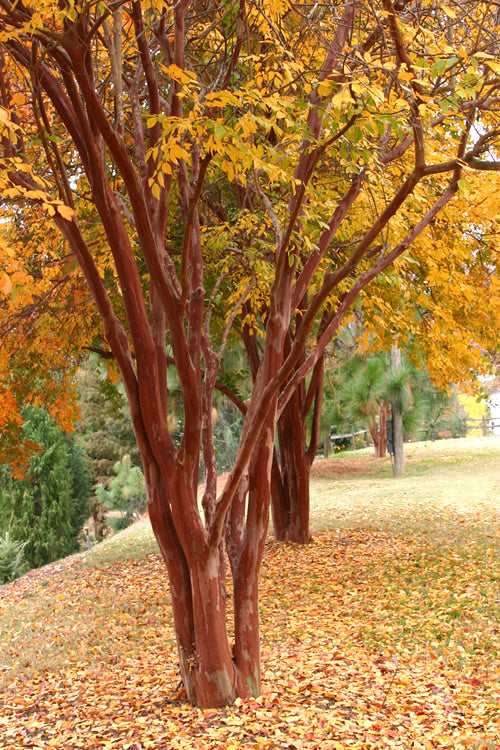  Natchez White Crape Myrtle Tree (Single Trunk Tree Form) - 7 Gallon Pot