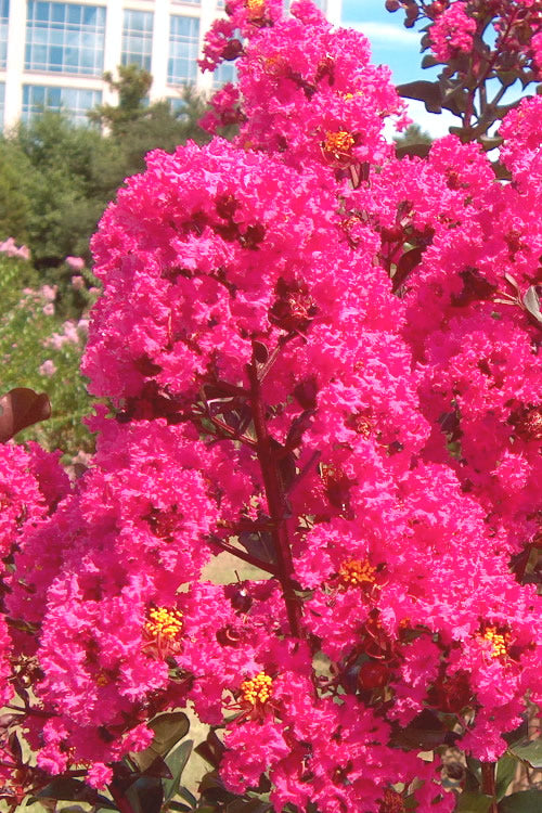  Pink Velour Crape Myrtle Tree - 3 Gallon Pot
