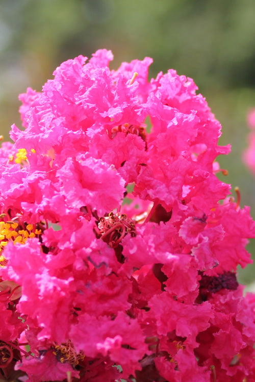  Pink Velour Crape Myrtle Tree - 3 Gallon Pot