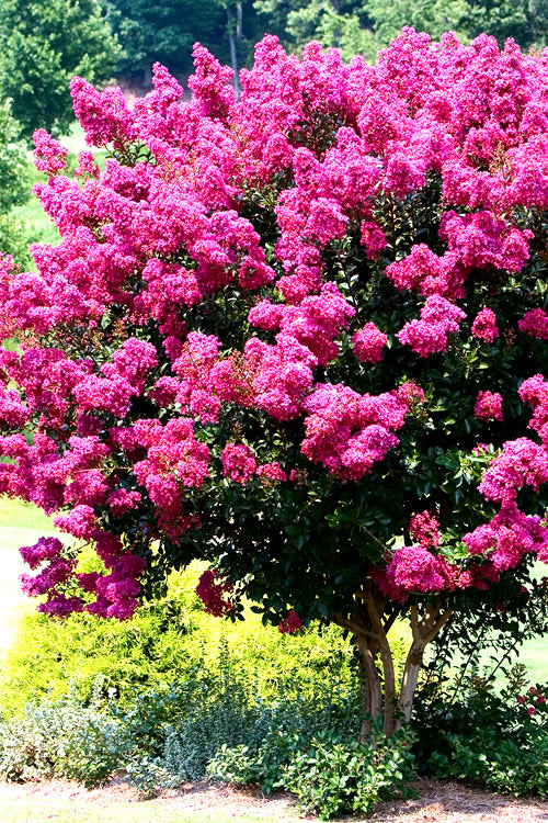 Pink Velour Crape Myrtle Tree - 3 Gallon Pot