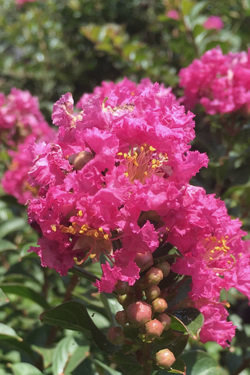  Pocomoke Dwarf Crape Myrtle - 3 Gallon Pot