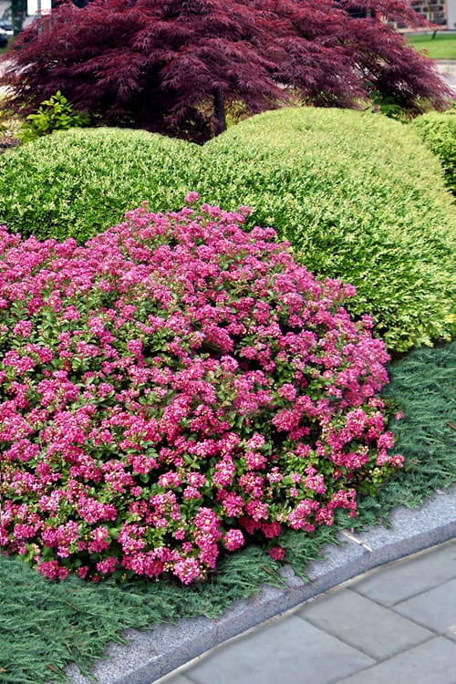  Pocomoke Dwarf Crape Myrtle - 6 Pack Of 1 Gallon Pots