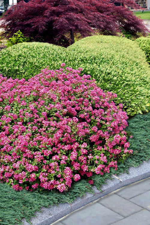  Pocomoke Dwarf Crape Myrtle - 3 Gallon Pot