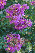  Purple Cow Crape Myrtle - 2 Gallon Pot