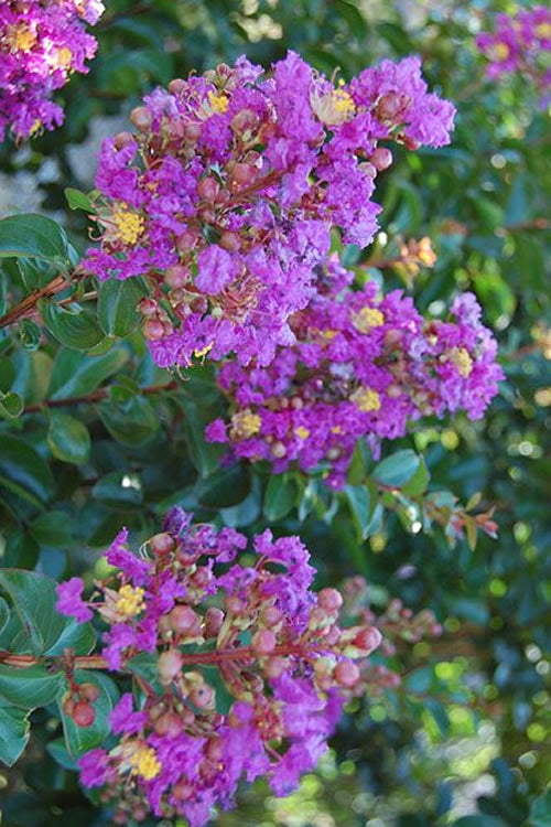  Purple Cow Crape Myrtle - 2 Gallon Pot