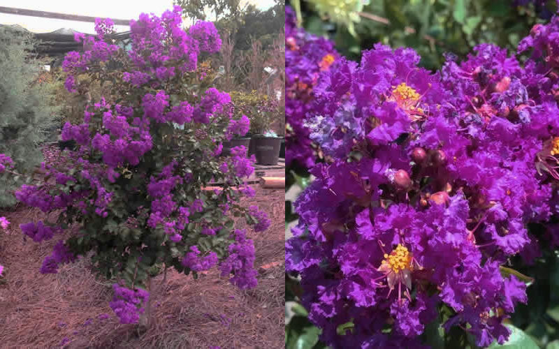  Purple Magic Crape Myrtle - 1 Gallon Pot